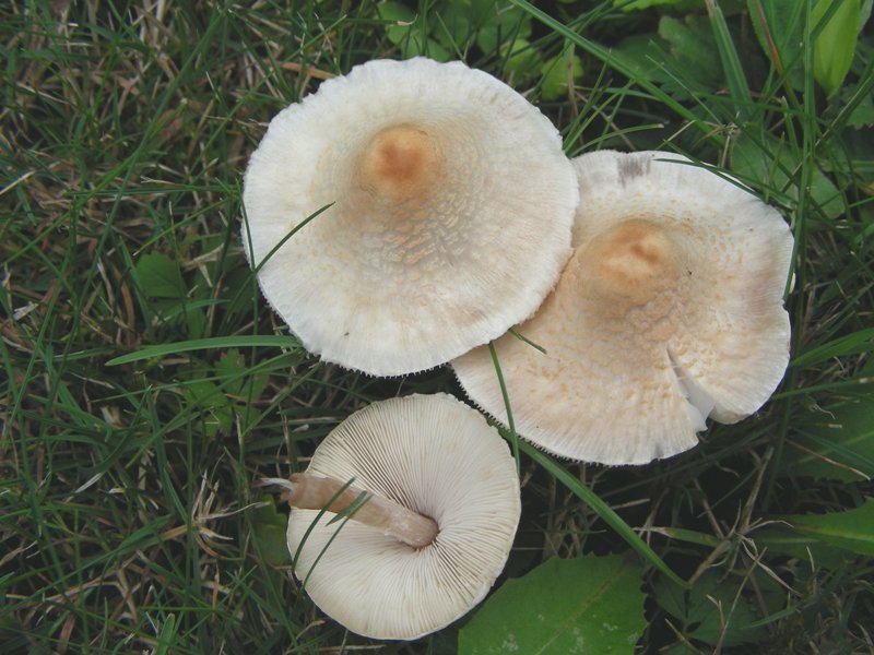 Lepiota cristata? Cfr. Lepiota brunneoincarnata
